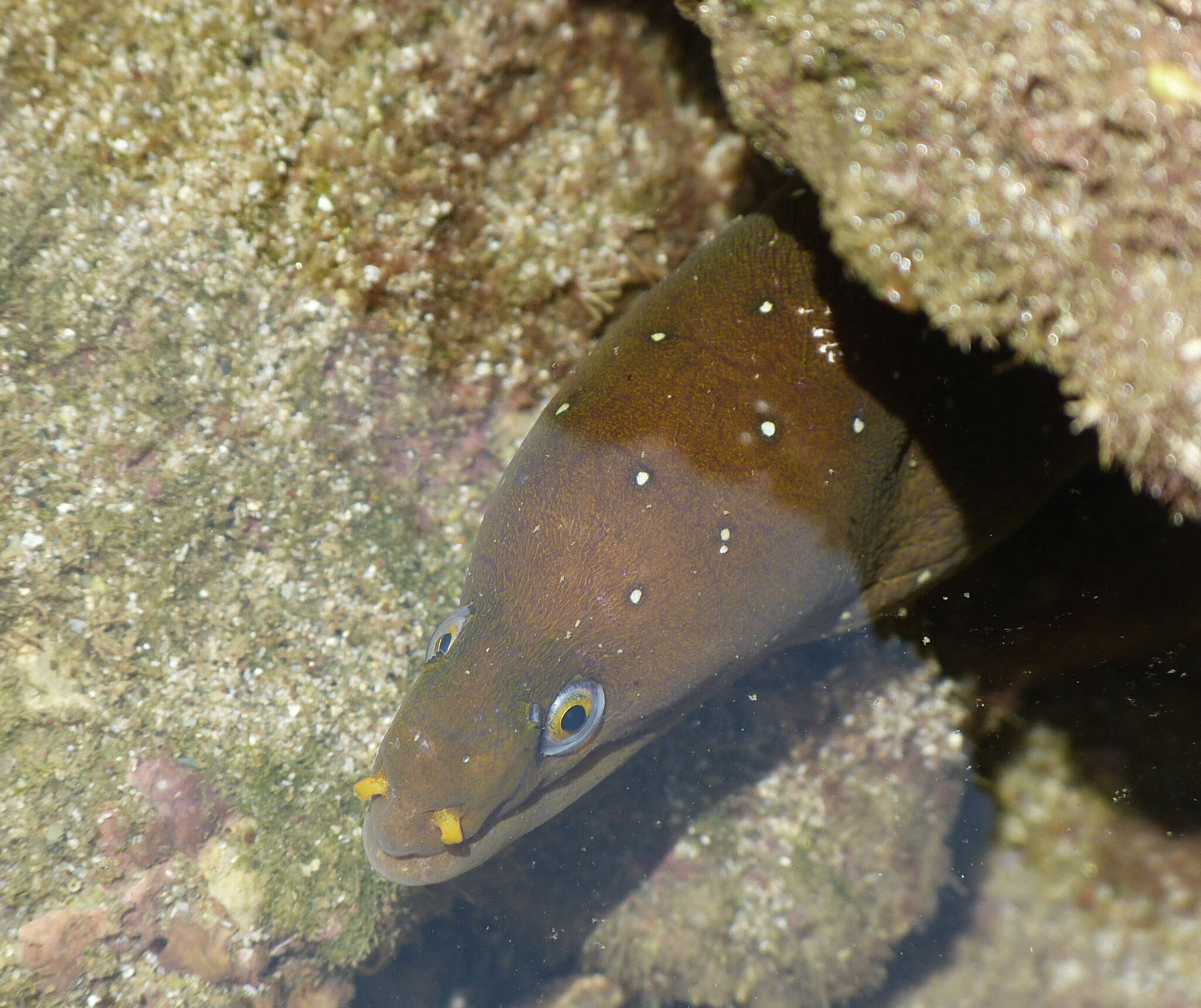 Image of Freckled moray