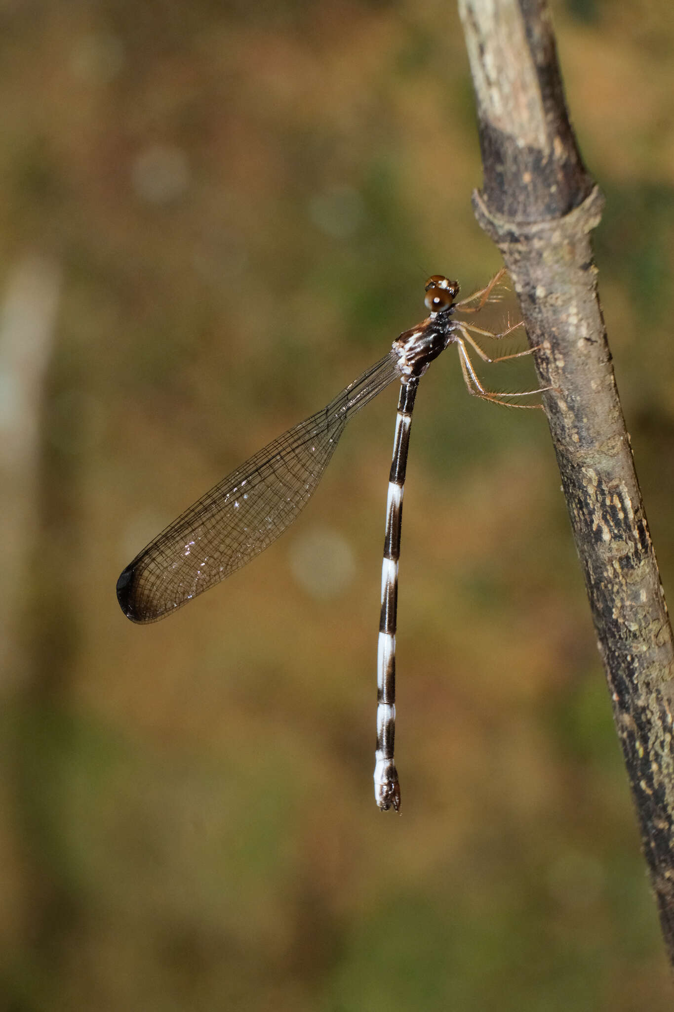 Imagem de Agriomorpha May 1933