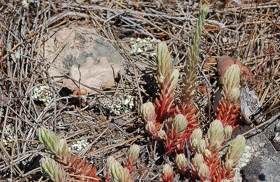 Image of Petrosedum ochroleucum (Chaix) Niederle