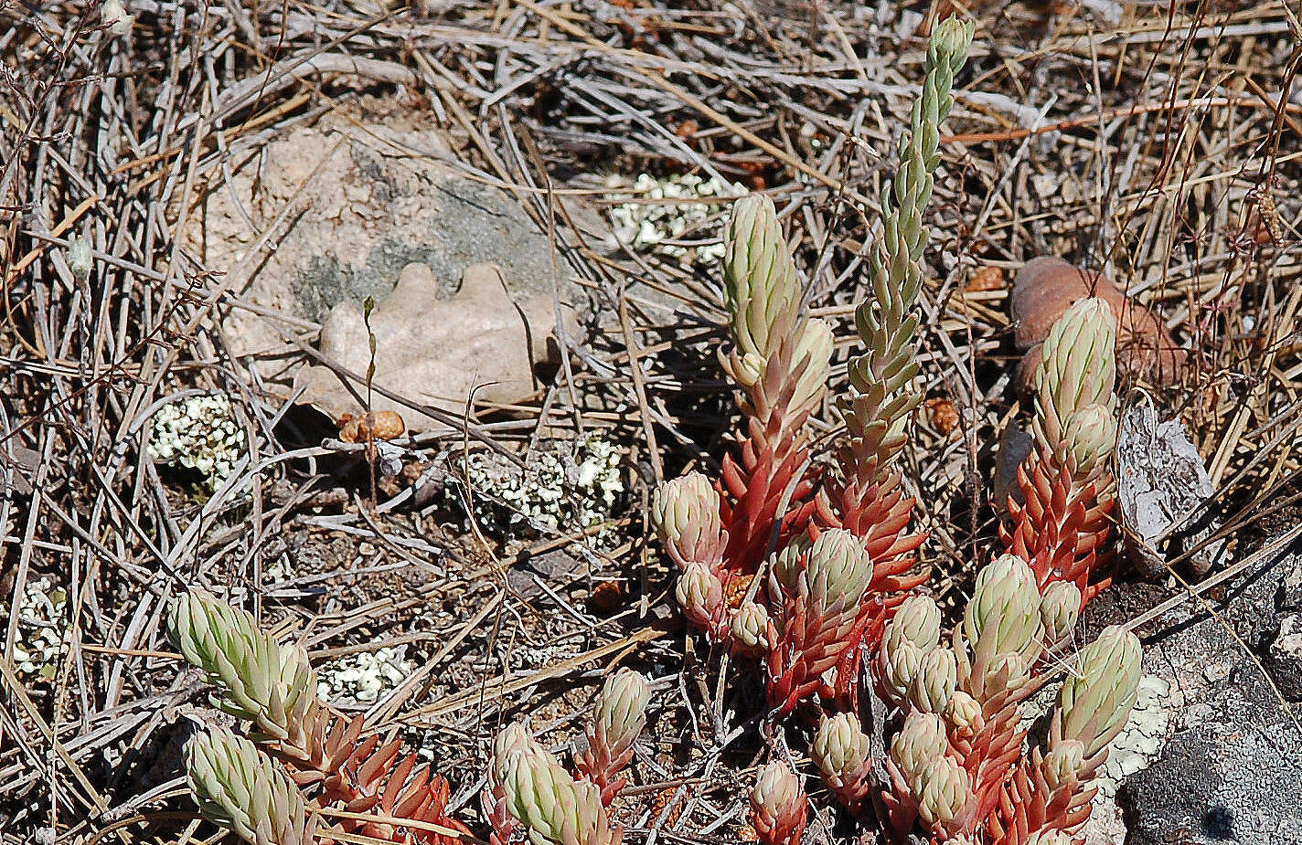 Слика од Petrosedum ochroleucum (Chaix) Niederle