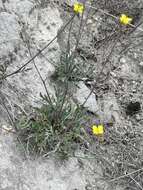 Plancia ëd Diplotaxis tenuifolia subsp. cretacea (Kotov) Sobrino Vesperinas