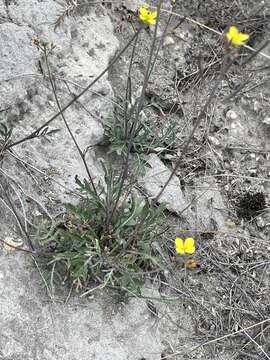 Image of Diplotaxis tenuifolia subsp. cretacea (Kotov) Sobrino Vesperinas