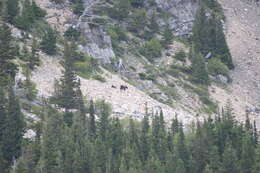 Image of grizzly bear