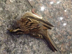 Image of White-throated Sparrow