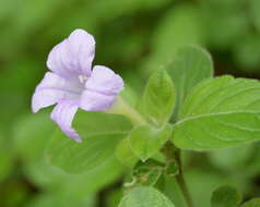 Plancia ëd Ruellia cordata Thunb.