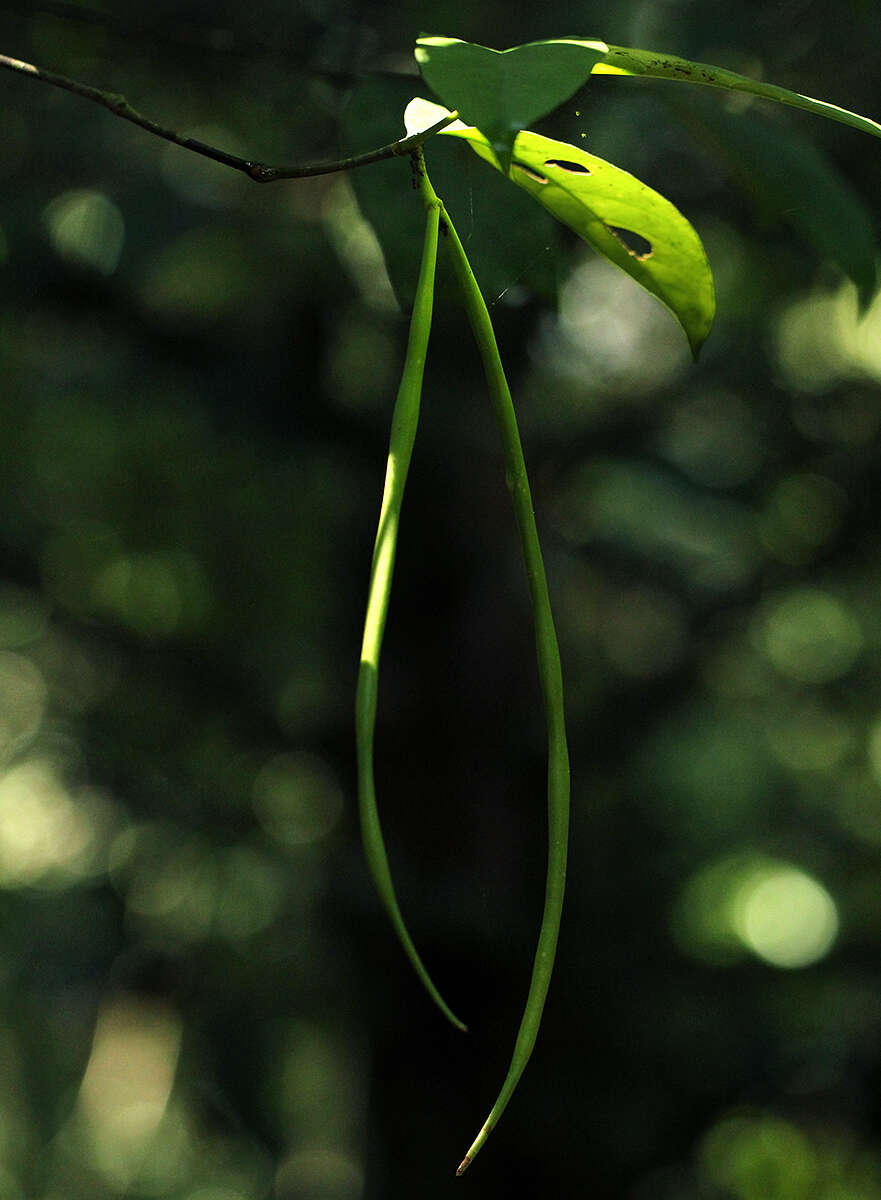 صورة Malouetia bequaertiana R. E. Woodson