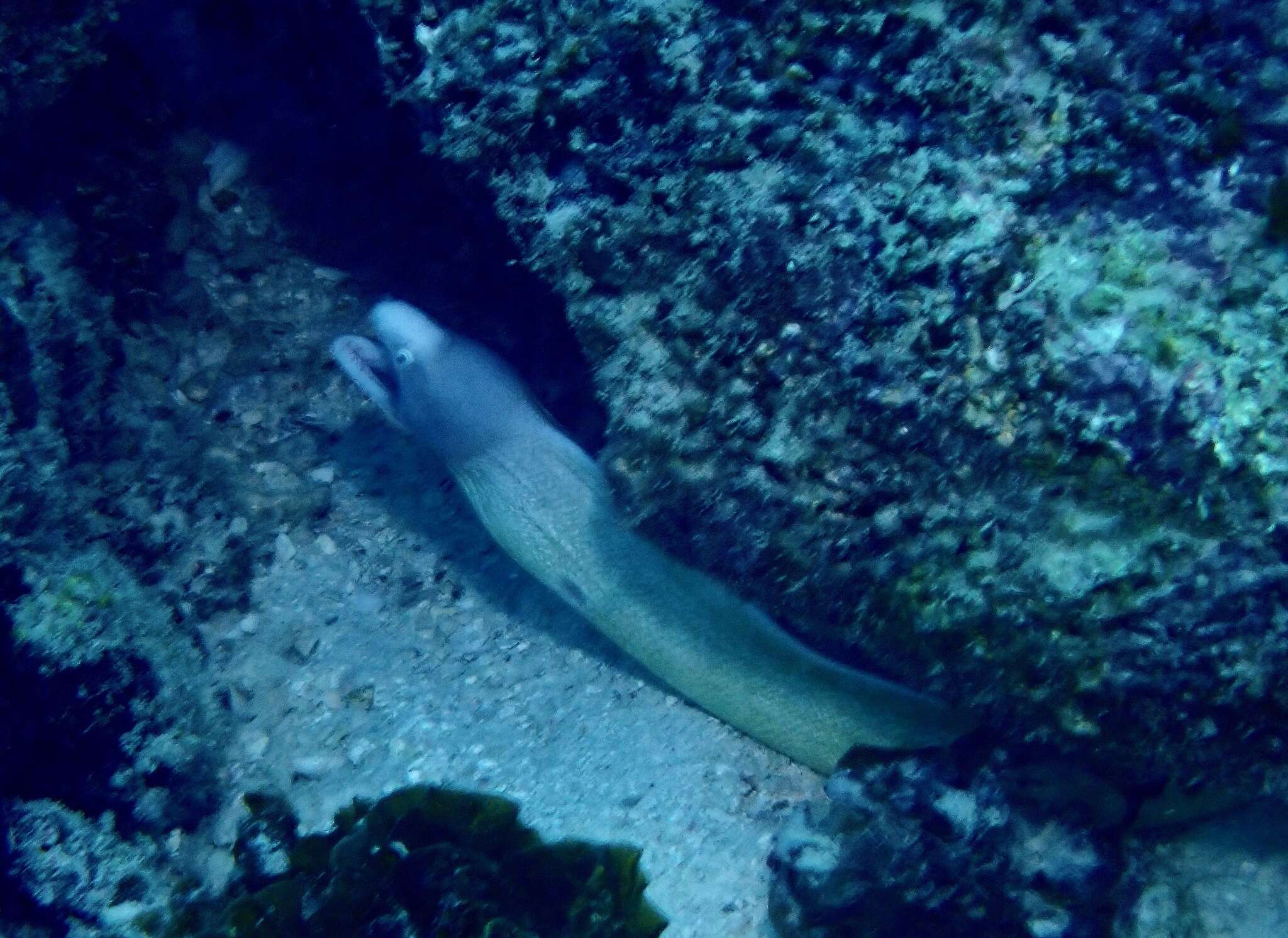 Image of Greyface moray