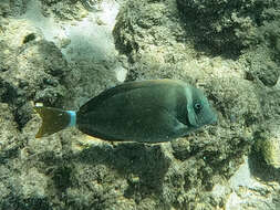 Image of Head-band Surgeonfish