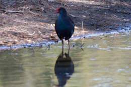 Image of Australasian Swamphen