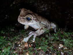 صورة Plectrohyla chrysopleura Wilson, McCranie & Cruz-Díaz 1994