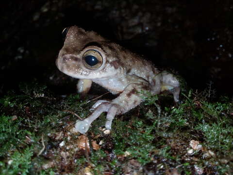 Image of Golden-sided Tree Frog