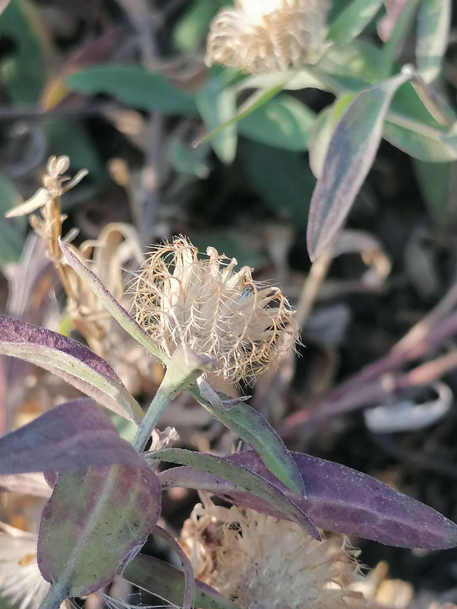 Image of feather-head knapweed