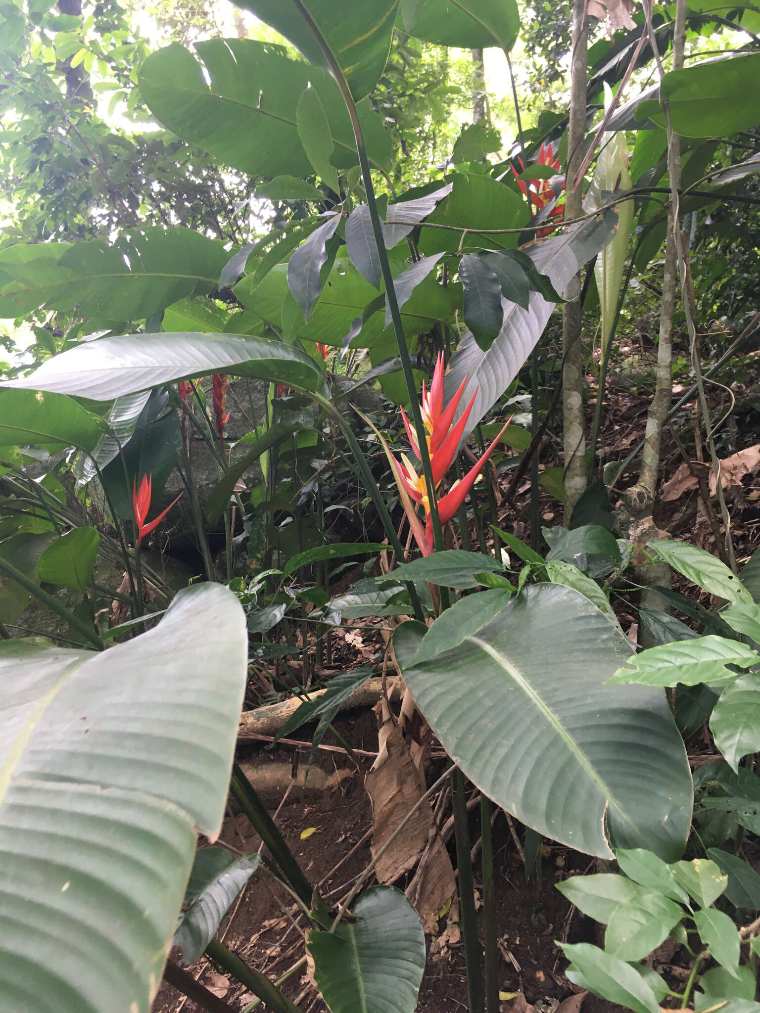 Image of Heliconia angusta Vell.