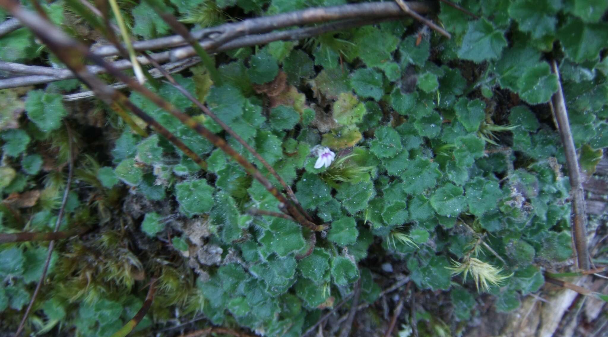 Image of Lobelia ardisiandroides Schltr.