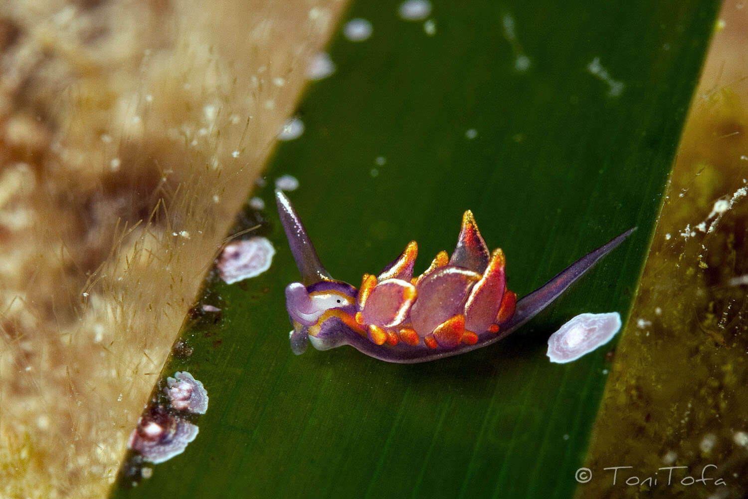 صورة Hermaea variopicta (A. Costa 1869)