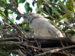 Image de Camaroptera Sundevall 1850