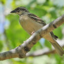 Image of Chestnut-backed Sparrow-Weaver