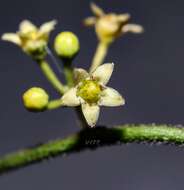 Image of Wiggins' swallow-wort