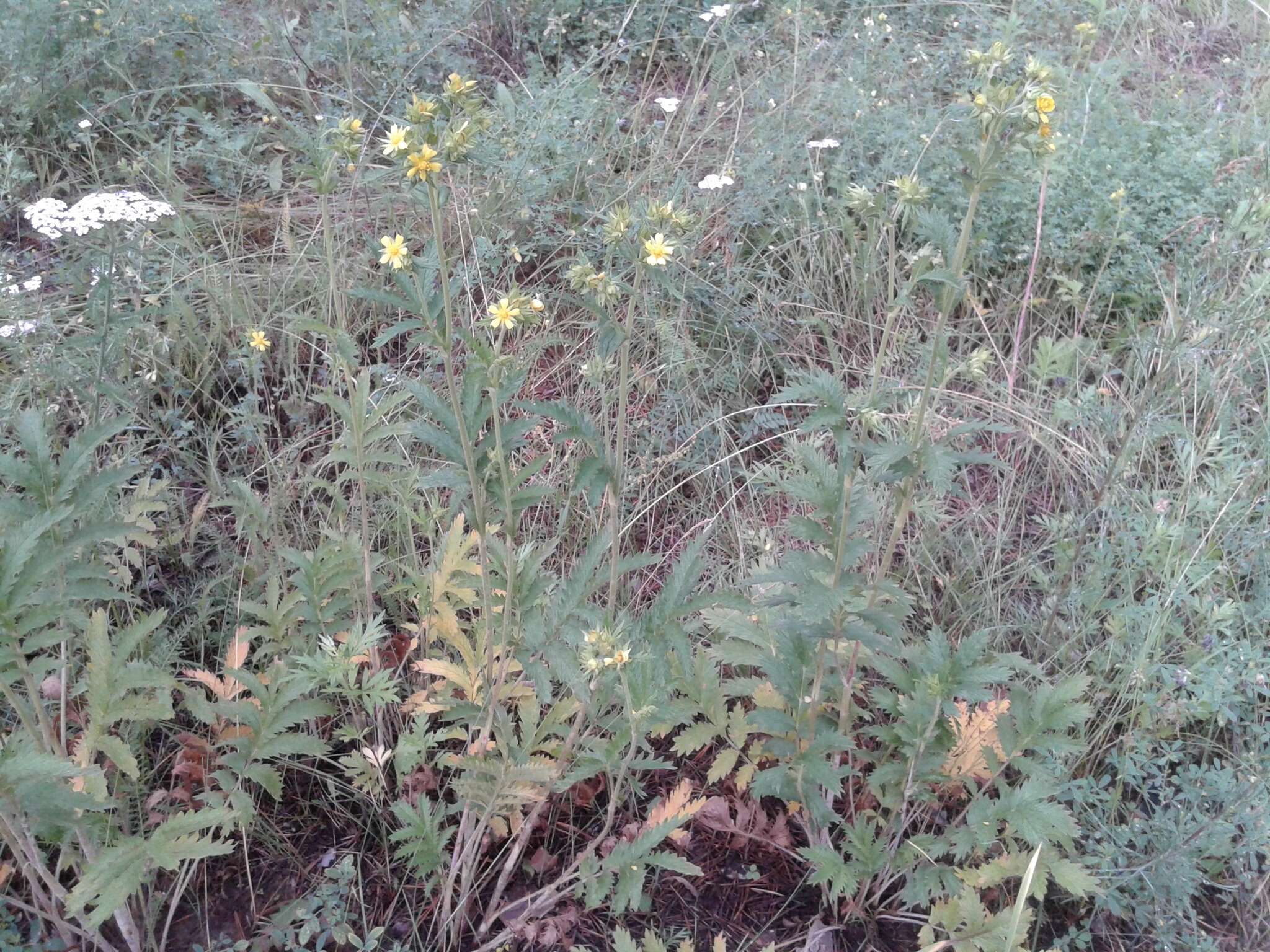 Image of Potentilla longifolia Willd.