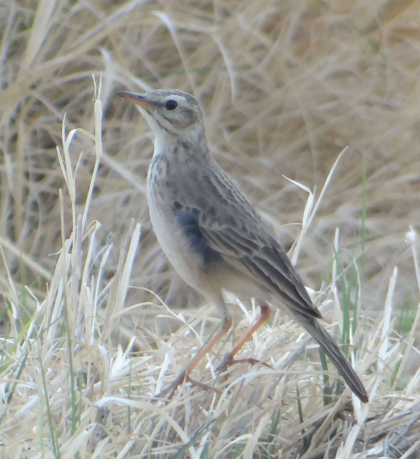 Image of African Pipit