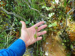 Слика од Carex louisianica L. H. Bailey