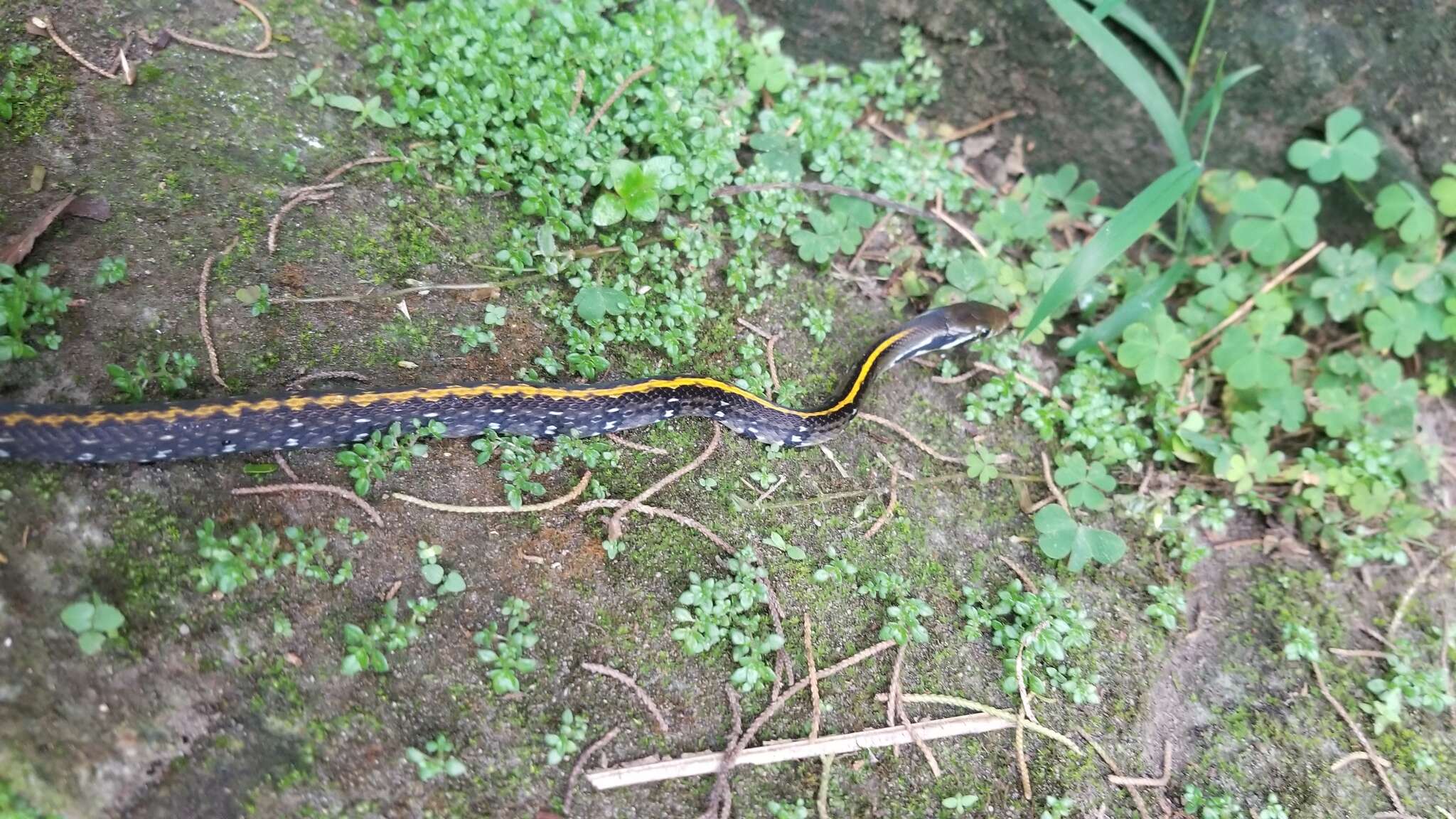 Image of Black Copper Rat Snake