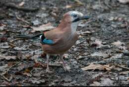 Image of Garrulus glandarius rufitergum Hartert 1903