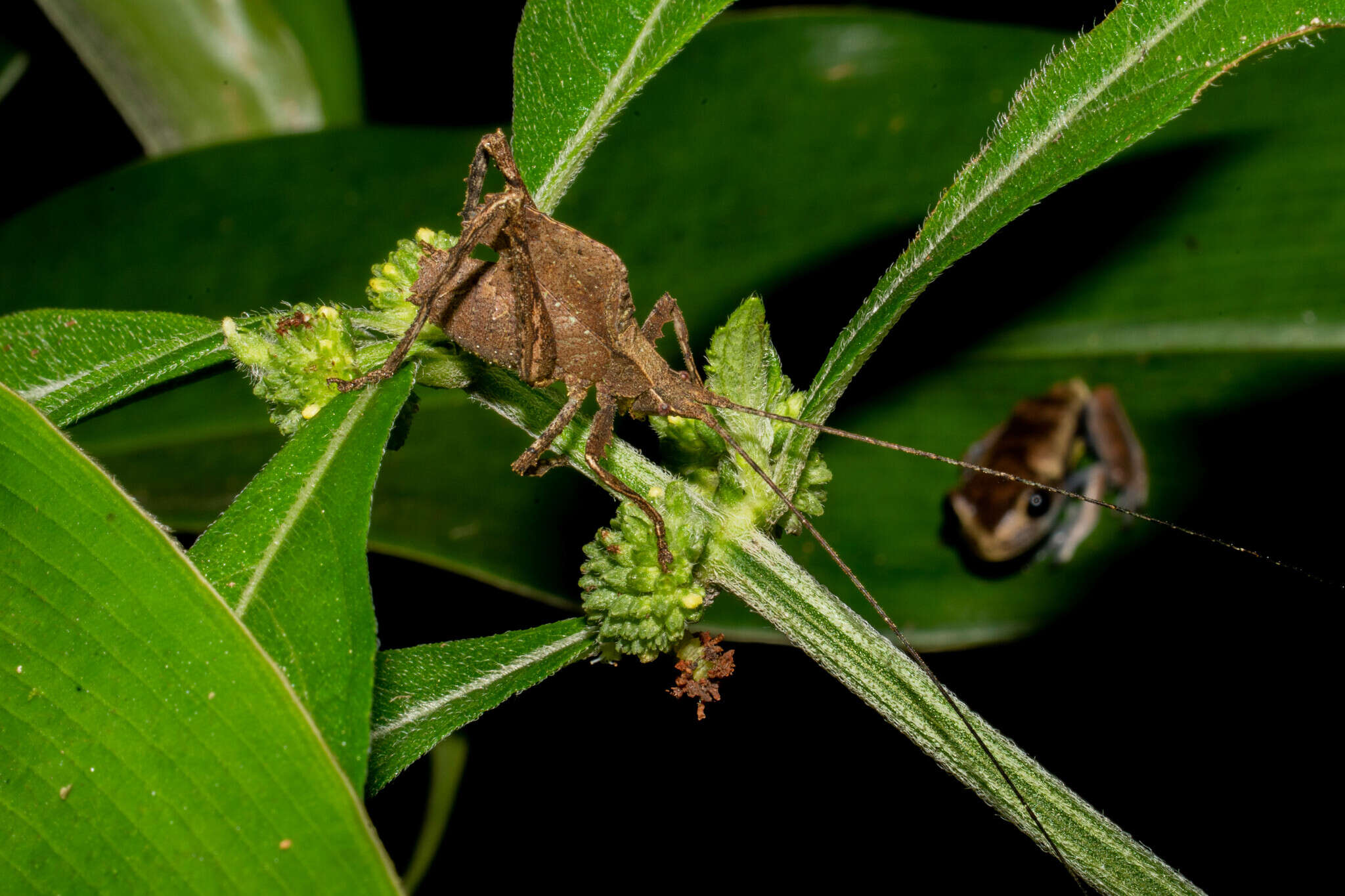 Image of Typophyllum morrisi Braun 2015