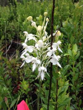 Image de Platanthera blephariglottis var. conspicua (Nash) Luer