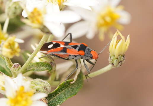 Melanerythrus mactans (Stal & C. 1867) resmi