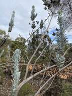 Image of Eucalyptus macrocarpa subsp. macrocarpa