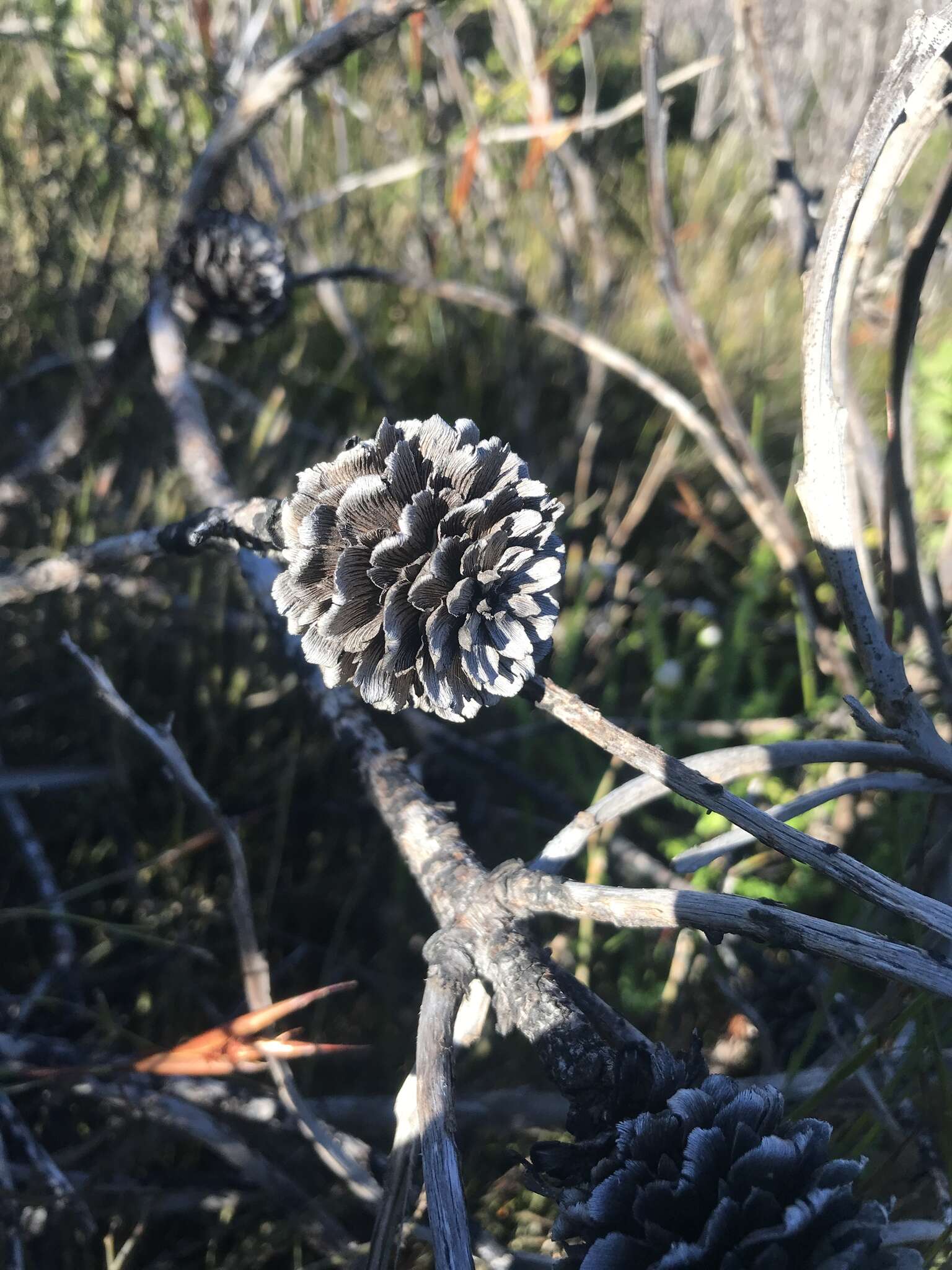 Image de Leucadendron laureolum (Lam.) Fourc.