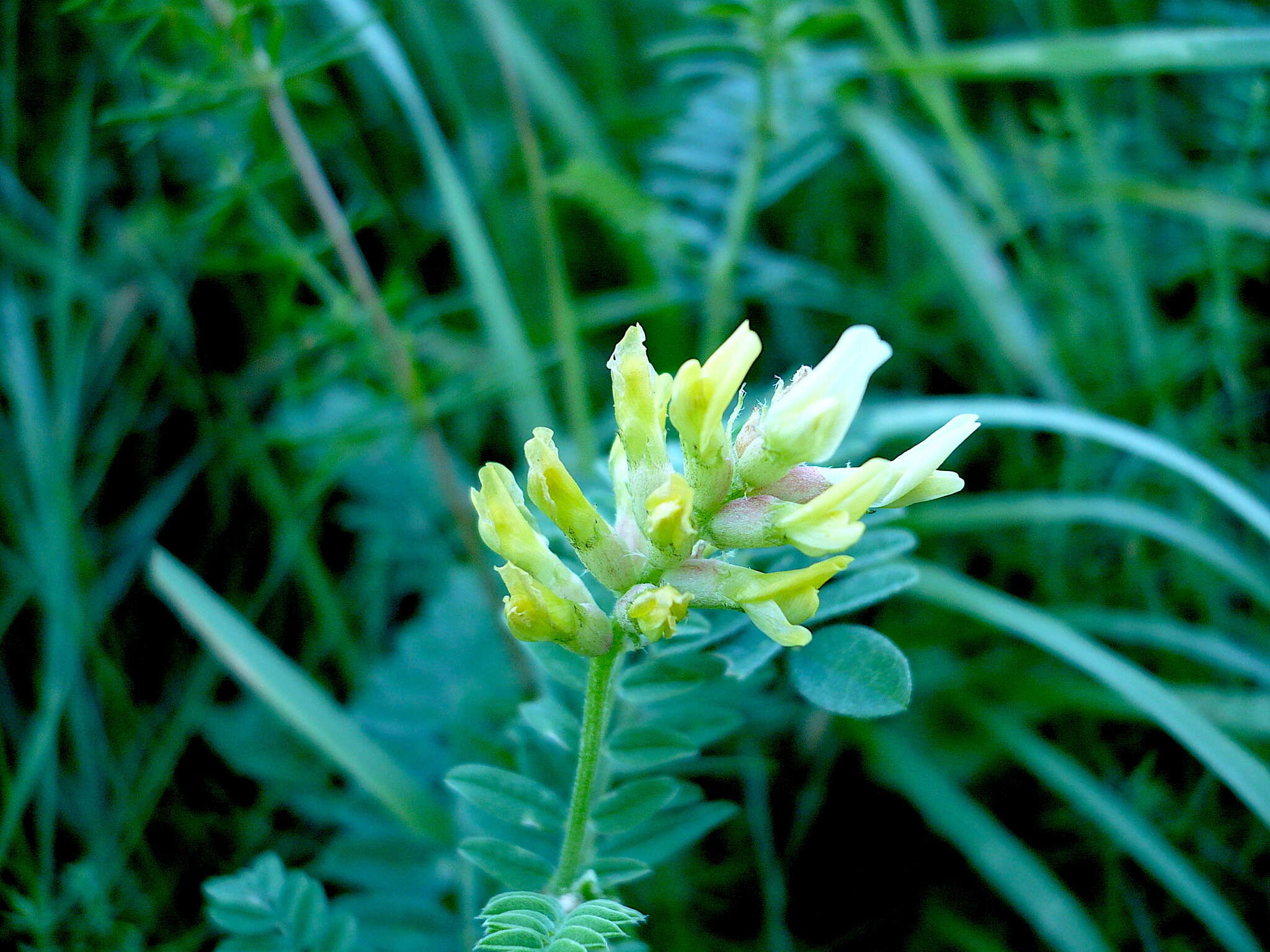 Image of chickpea milkvetch