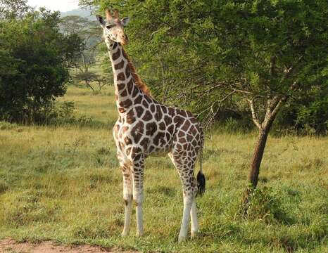 Image of Nubian Giraffe