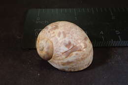 Image of Hebrew moon shell