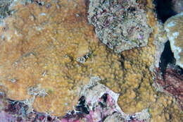 Montipora patula Verrill 1869的圖片