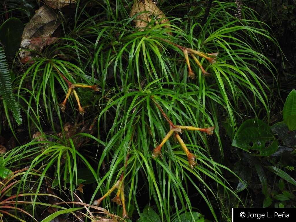 صورة Guzmania pearcei (Baker) L. B. Sm.