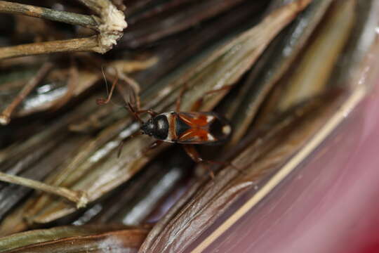 صورة Raglius alboacuminatus (Goeze 1778)