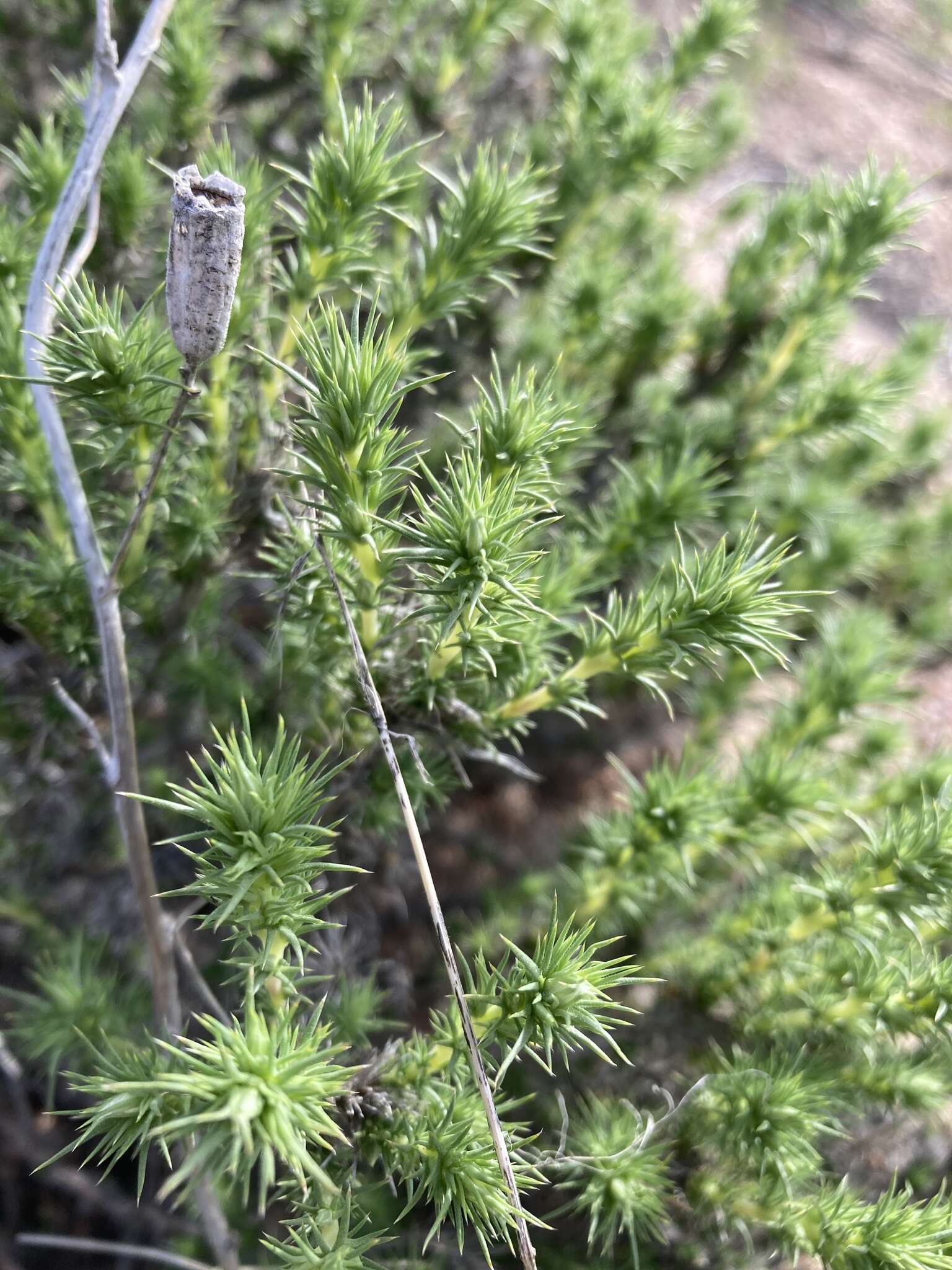 Image of mat prickly phlox