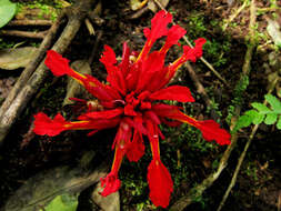 Image de Etlingera coccinea (Blume) S. Sakai & Nagam.