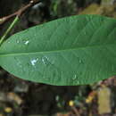 Image of Passiflora lindeniana Planch. ex Triana & Planch.