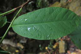 Imagem de Passiflora lindeniana Planch. ex Triana & Planch.