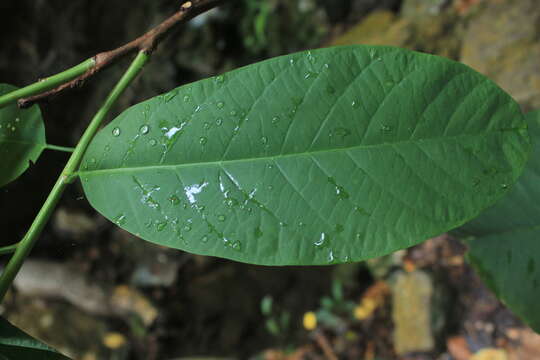 Image de Passiflora lindeniana Planch. ex Triana & Planch.