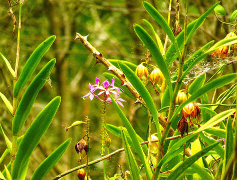 Image of Epidendrum flexuosum G. Mey.