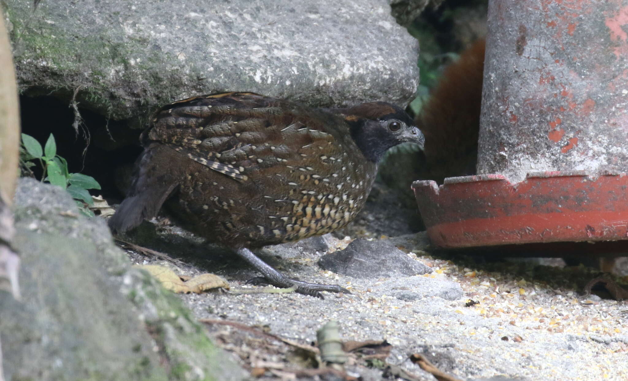 Image of Black-fronted Wood Quail