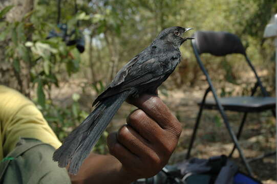 Image of Northern Black Flycatcher