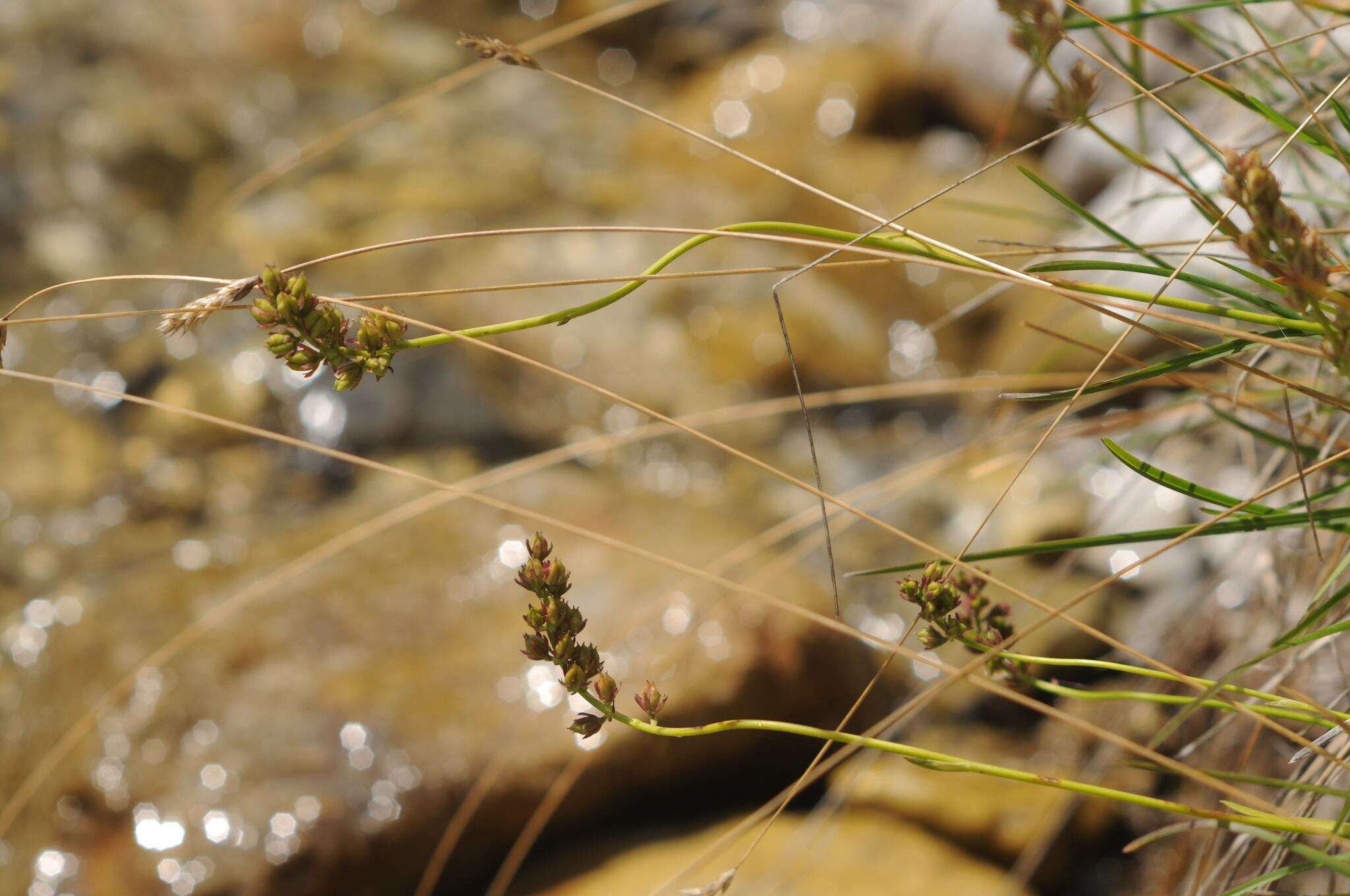 Plancia ëd Tofieldia calyculata (L.) Wahlenb.