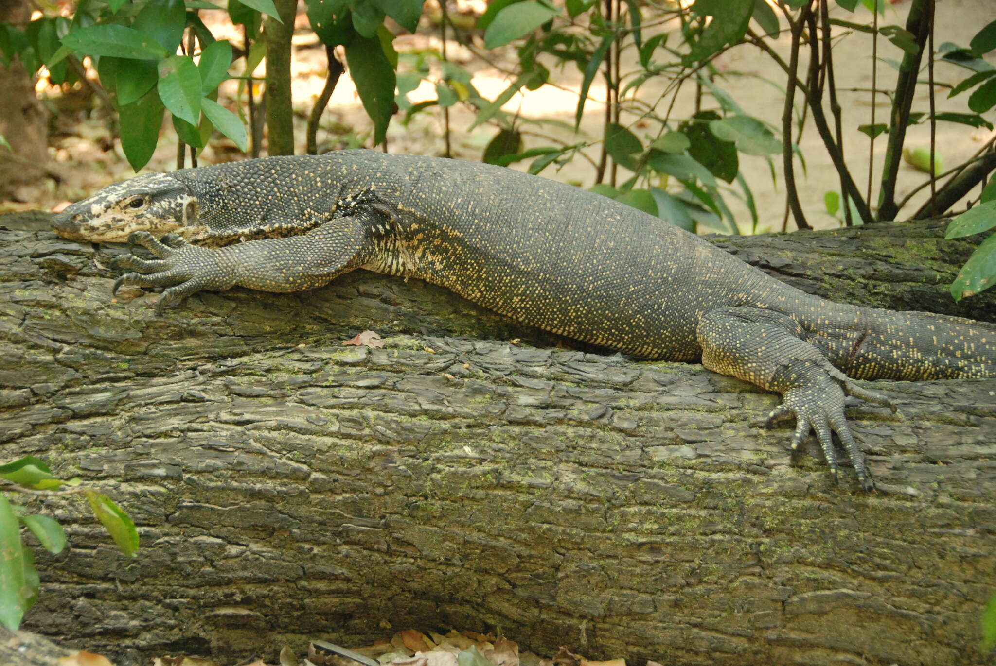 Image of Varanus palawanensis Koch, Gaulke & Böhme 2010