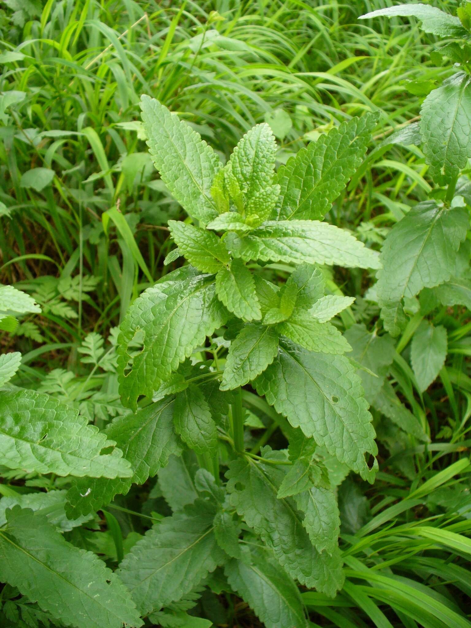 Image of Nepeta nuda L.