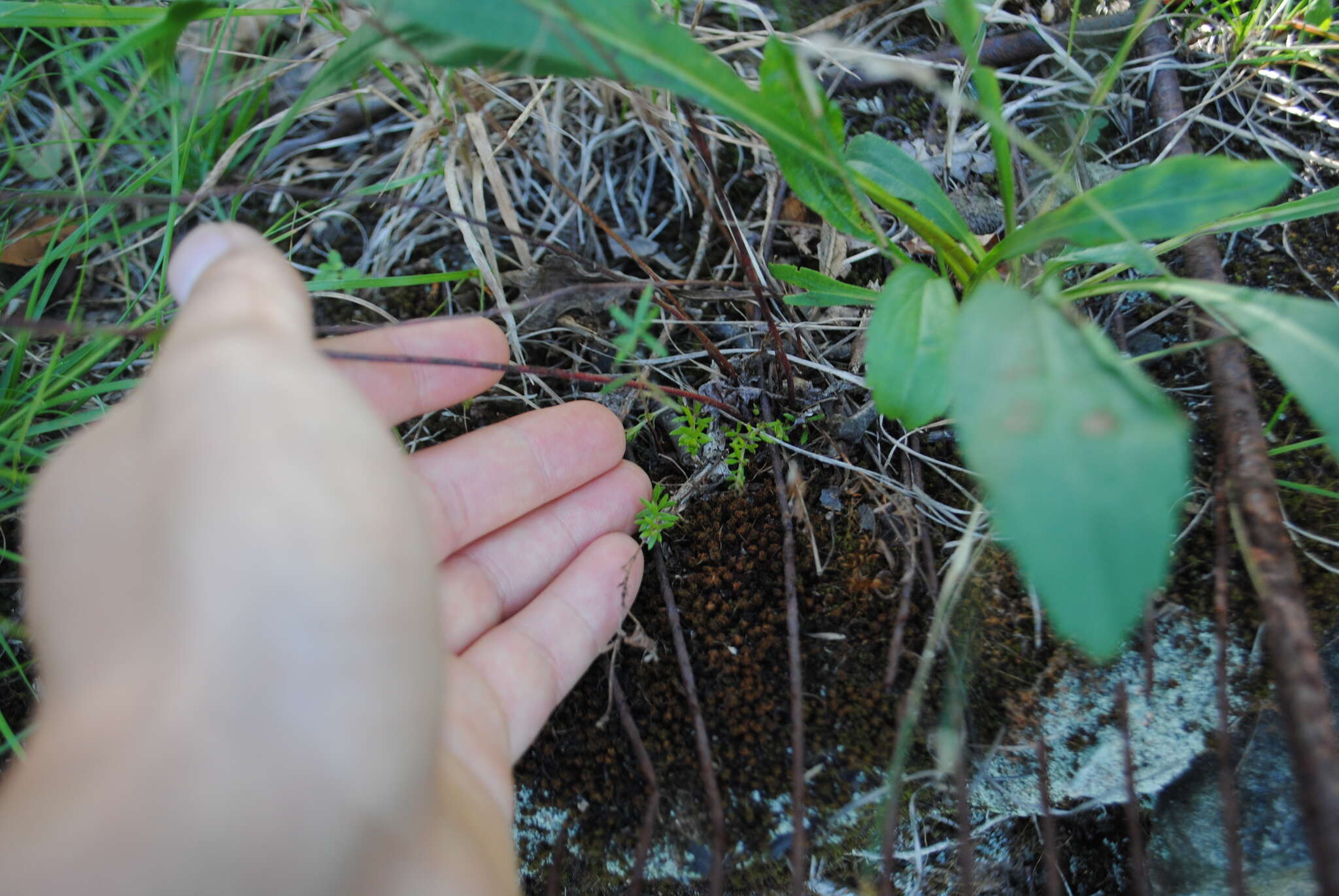 Image of Leggett's pinweed